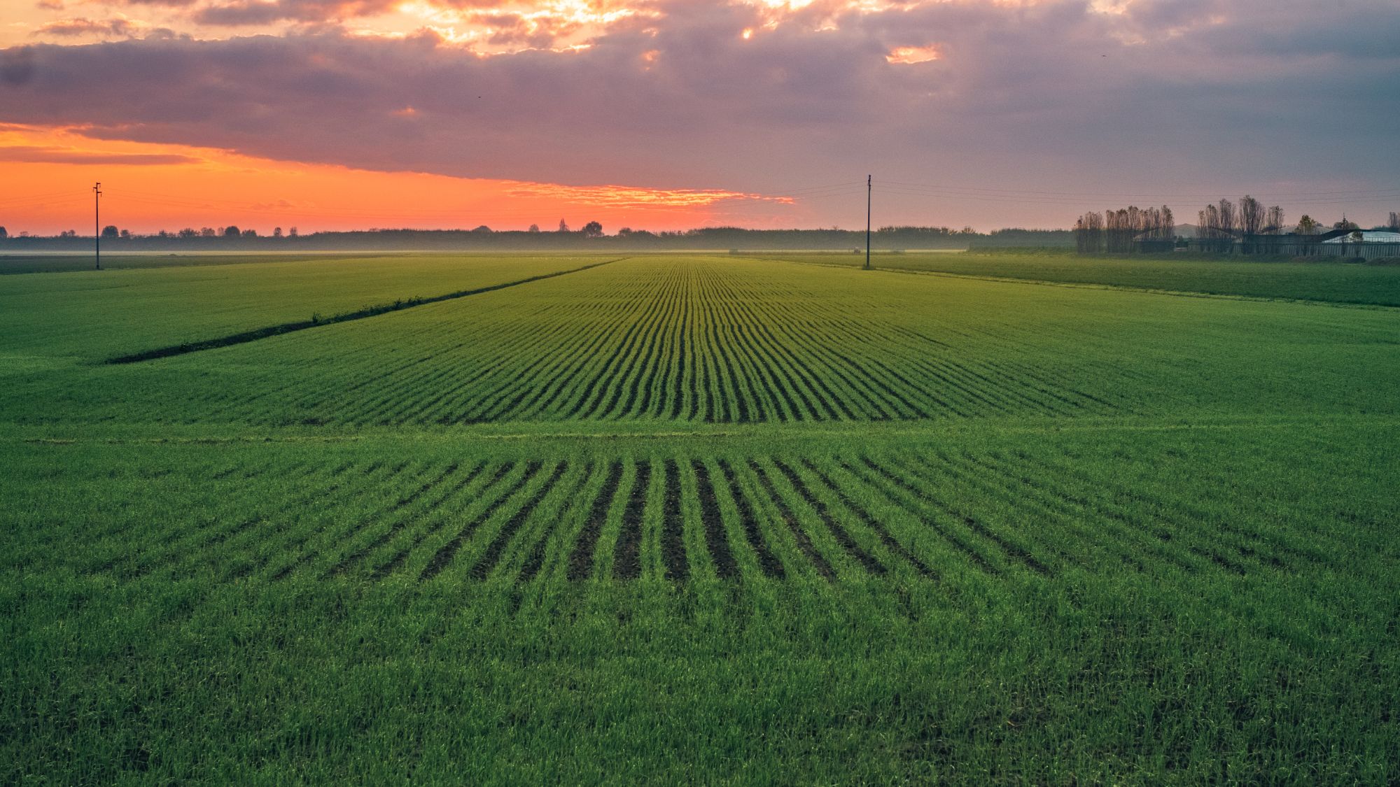 Campi coltivati della Gaiana al tramonto